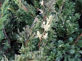 Juniperus chinensis 'Plumosa Argenteovariegata' 
